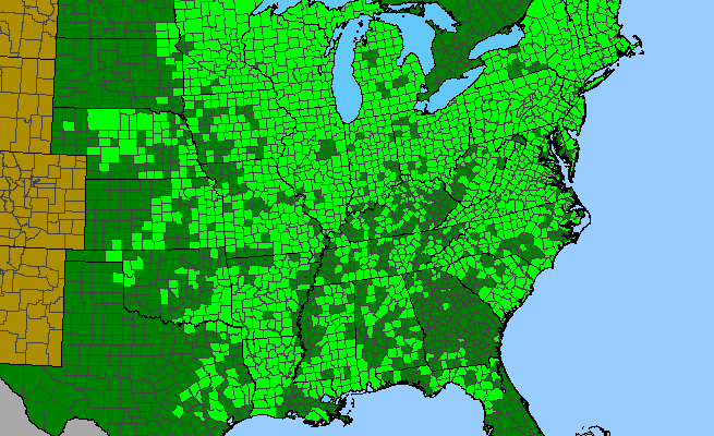 The range of Eupatorium perfoliatum